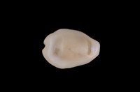 藏品(黃寶螺)的圖片